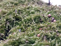 Eurhynchium angustirete