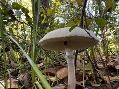 Macrolepiota