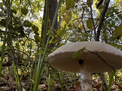 Macrolepiota