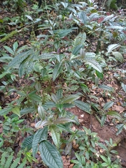 Miconieae