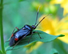 Deraeocoris ruber