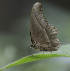 Coelites epiminthia