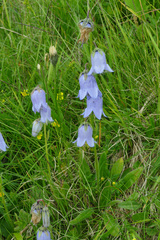 Campanula barbata