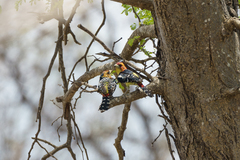 Trachyphonus vaillantii