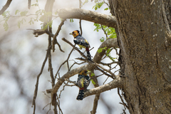 Trachyphonus vaillantii