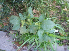 Amaranthus powellii