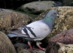Columba livia