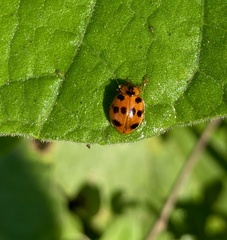Harmonia octomaculata
