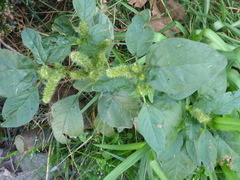 Amaranthus powellii