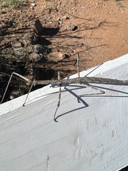 Phasmatinae