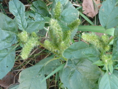 Amaranthus powellii