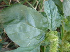 Amaranthus powellii