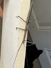 Phasmatinae