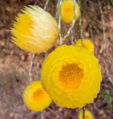 Edmondia