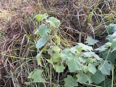 Spilosomina