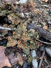 Lobaria