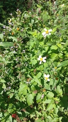 Bidens odorata