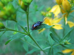 Deraeocoris ruber