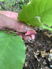 Euonymus occidentalis