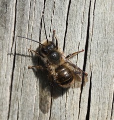 Osmia