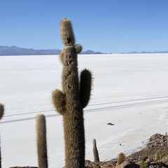 Trichocereus atacamensis