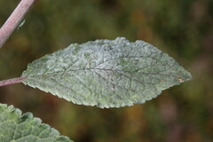 Podosphaera tridactyla