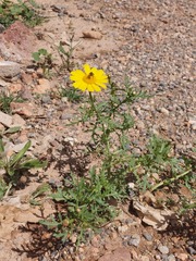 Glebionis coronaria