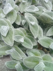Tradescantia sillamontana