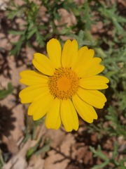 Glebionis coronaria