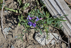 Vicia nervata