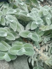 Tradescantia sillamontana