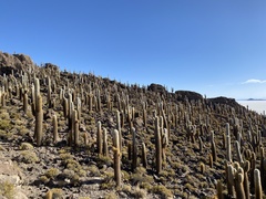 Trichocereus atacamensis