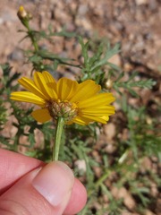 Glebionis coronaria