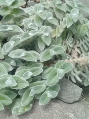 Tradescantia sillamontana