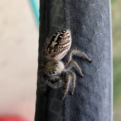 Phidippus texanus