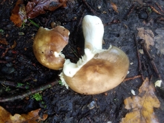 Russula subfoetens
