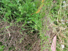 Myosotis discolor