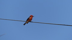 Pyrocephalus rubinus