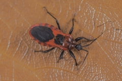 Haematoloecha nigrorufa