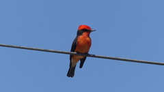 Pyrocephalus rubinus