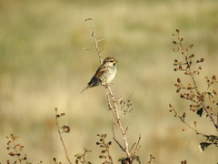 Passer hispaniolensis