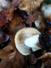 Russula subfoetens