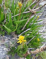 Aloiampelos commixta