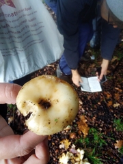 Russula subfoetens