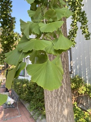 Ginkgo