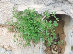 Polycarpon tetraphyllum tetraphyllum