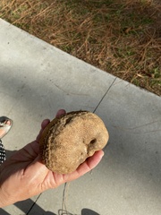 Pisolithus arenarius