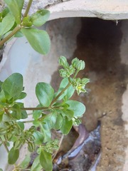 Polycarpon tetraphyllum tetraphyllum