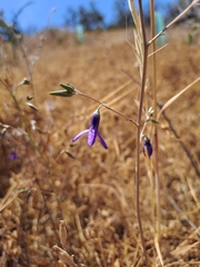Conanthera campanulata