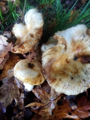 Russula subfoetens